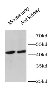 GNA13 Antibody