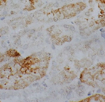 GNA13 Antibody
