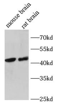FFAR3 Antibody