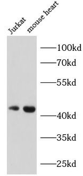 WNT1 Rabbit Polyclonal Antibody