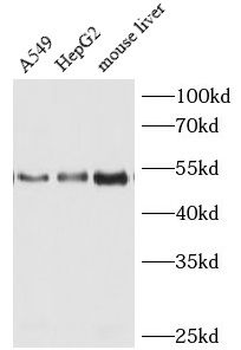 HGF Antibody
