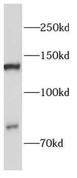 CDH5 Antibody