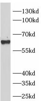 BECN1 Antibody