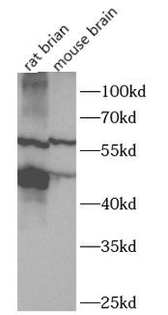 PBX2 Antibody