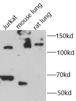 IL16 Antibody