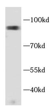 DNMT3B Antibody