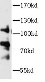 CLCA1 Rabbit Polyclonal Antibody