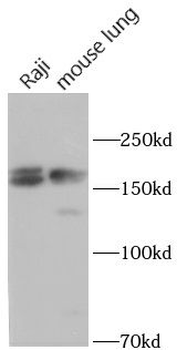 PXDN Antibody