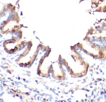 PXDN Antibody