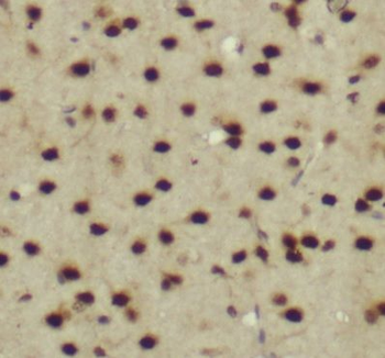 PWWP3A Antibody