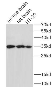 MYOG Antibody