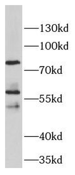 DLL1 Antibody