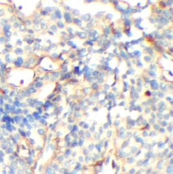 DLL1 Antibody