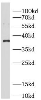 ANXA1 Antibody