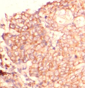 CD276 Antibody
