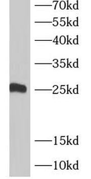 THY1 Rabbit Polyclonal Antibody