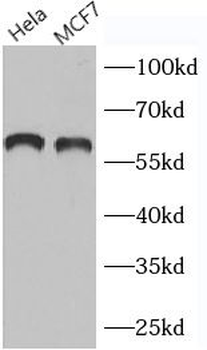 G3BP2 Antibody
