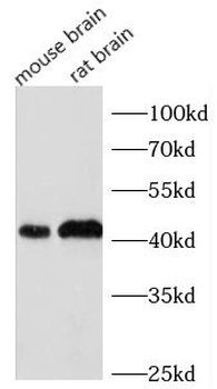 CCNE2 Antibody