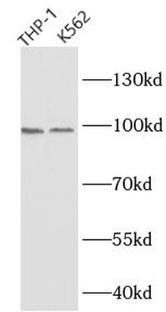 ADAM10 Mouse Monoclonal Antibody