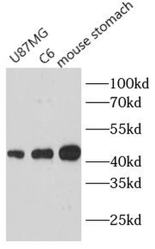 PGA3 Rabbit Polyclonal Antibody