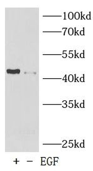 Phospho-c-Jun(S73) Antibody