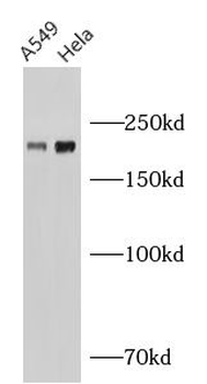 PTPRF Mouse Monoclonal Antibody