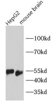 SOX9 Rabbit Polyclonal Antibody