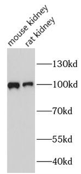 VILL Rabbit Polyclonal Antibody