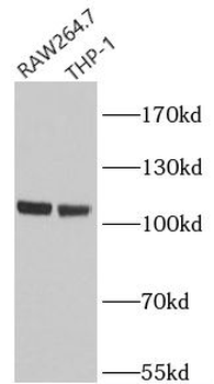 NLRP3 Mouse Monoclonal Antibody