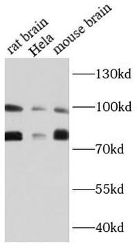 OPA1 Rabbit Polyclonal Antibody