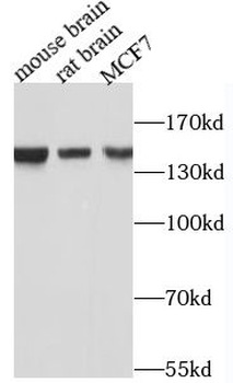 GLI1 Antibody