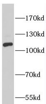 NLRC4 Antibody