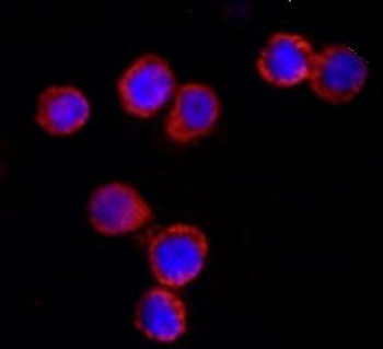 NLRC4 Antibody