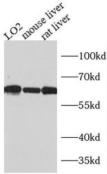 Cat Mouse Monoclonal Antibody