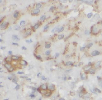Cat Mouse Monoclonal Antibody