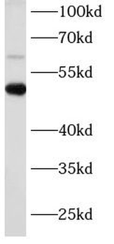 mCherry Antibody