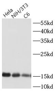 Acetyl-Histone H3(K27) Antibody