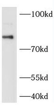 NCOA4 Antibody