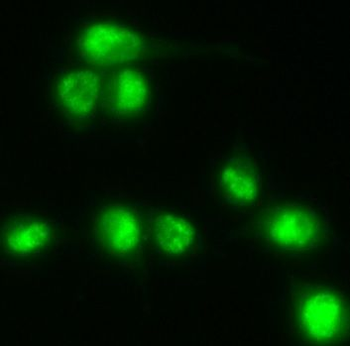 NCOA4 Antibody