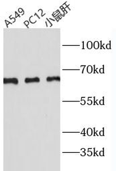 PHF-1 Antibody