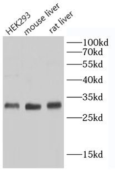 GCH1 Rabbit Polyclonal Antibody