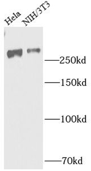 BRWD1 Antibody