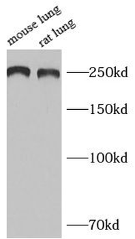 BAZ1A Antibody