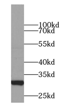 YWHAG Antibody