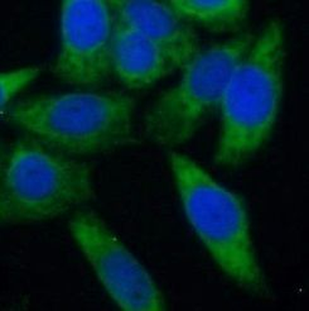 EIF4EBP1 Antibody