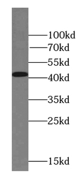 ACTA1 Antibody