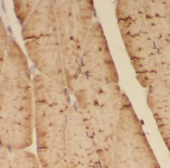 ACTA1 Antibody