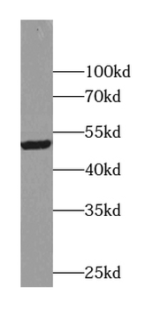 ACOT9 Antibody
