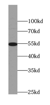 AEBP2 Mouse Monoclonal Antibody