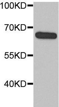 MTDH Antibody